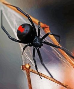 Black Widow Spider paint by numbers