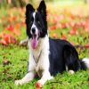 Border Collie Animal paint by numbers