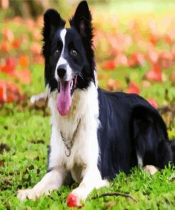 Border Collie Animal paint by numbers