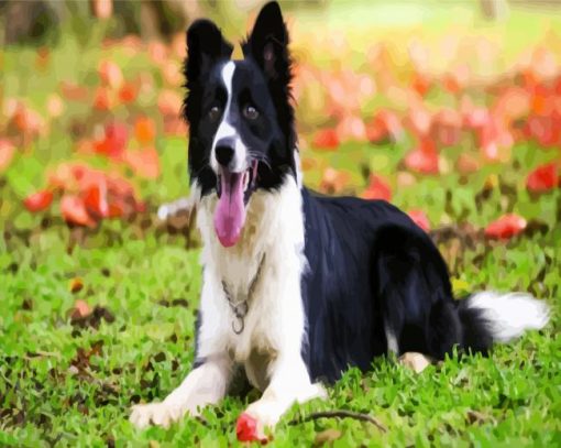 Border Collie Animal paint by numbers