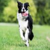 Border Collie Running paint by numbers