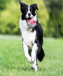 Border Collie Running paint by numbers