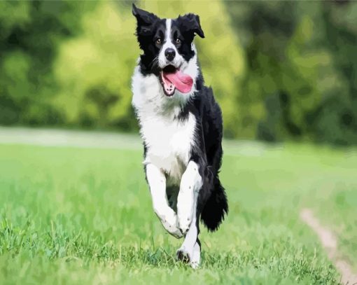 Border Collie Running paint by numbers