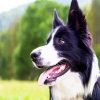 Border Collie Dog paint by numbers