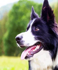 Border Collie Dog paint by numbers