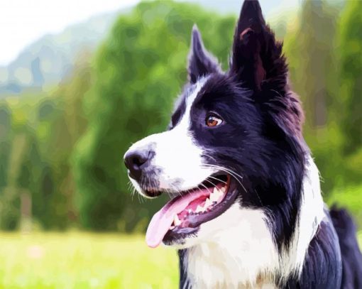 Border Collie Dog paint by numbers