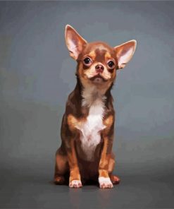 Chihuahua Puppy paint by number