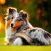 Cute Collie Animal paint by numbers