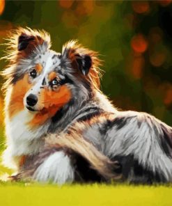 Cute Collie Animal paint by numbers