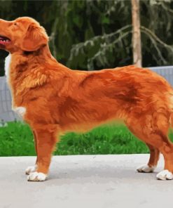 Cute Golden Nova Scotia Duck Tolling Retriever paint by numbers