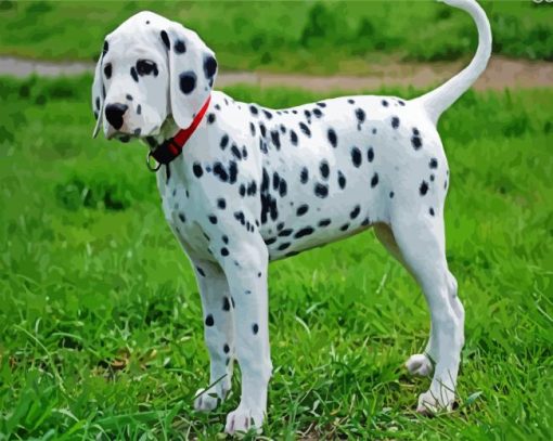 Cute Dalmatian paint by number