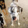 Cute Great Dane paint by number