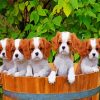 Cute King Charles Spaniel Puppies paint by numbers