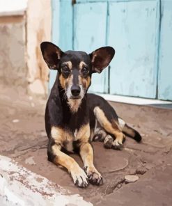 Cute Street Dog paint by numbers