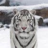 Cute White Tiger Animal paint by numbers