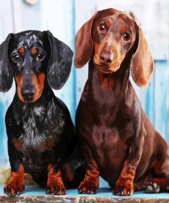 Two Dachshund Dogs paint by numbers