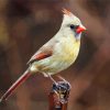 Female Cardinal paint by numbers