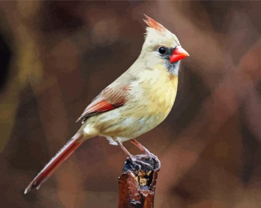 Female Cardinal paint by numbers