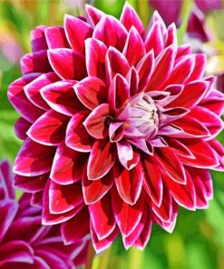 Beautiful Dahlia Flower paint by number