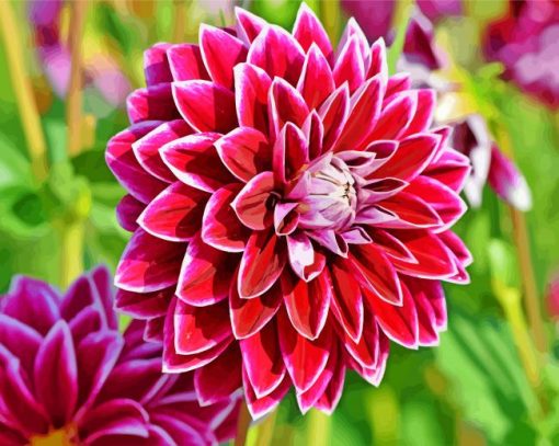 Beautiful Dahlia Flower paint by number