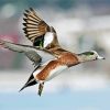 Flying Wigeon Bird paint by numbers