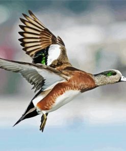 Flying Wigeon Bird paint by numbers