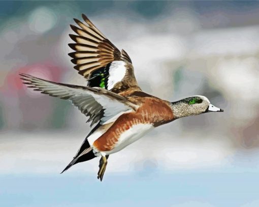 Flying Wigeon Bird paint by numbers