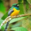 Green And Yellow Trogon Bird paint by numbers