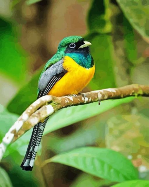 Green And Yellow Trogon Bird paint by numbers