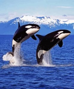 Killer Whales Jumping paint by numbers