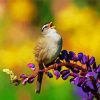 Lonely Brown Sparrow paint by numbers