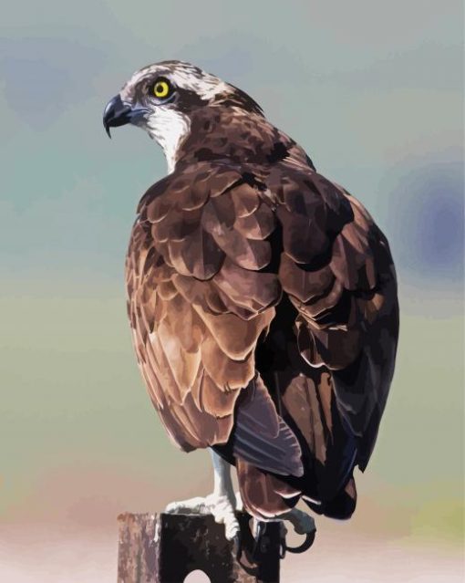 Osprey Eagle Bird Standing paint by numbers