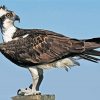 The Osprey Eagle Bird paint by numbers