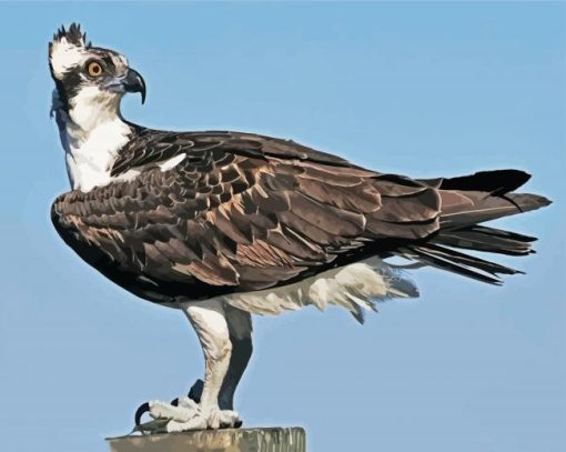 The Osprey Eagle Bird paint by numbers