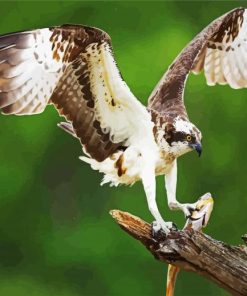 Osprey Bird paint by numbers