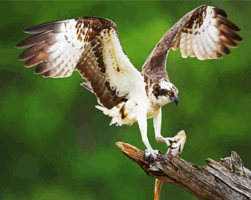 Osprey Bird paint by numbers