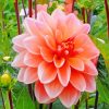 Beautiful Peachy Dahlia Flower paint by number