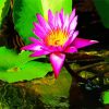 Pink WaterLily In Water paint by numbers