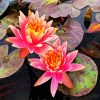 Pink Water Lily Flower paint by numbers