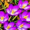 Aesthetic Crocus Flowers paint by numbers