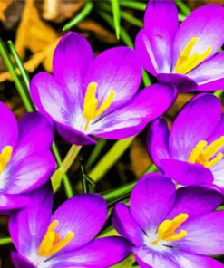 Aesthetic Crocus Flowers paint by numbers