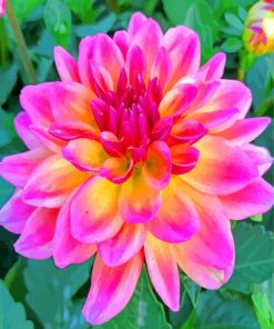 Purple Dahlia Flower paint by number