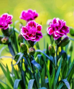 Purple Carnation Flowers paint by number