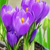 Aesthetic Purple Crocus Flowers paint by numbers