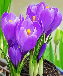 Aesthetic Purple Crocus Flowers paint by numbers