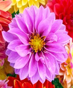 Purple Dahlia Flower paint by number