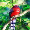 Red Trogon Bird paint by numbers