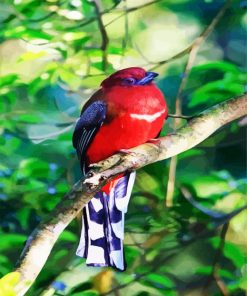 Red Trogon Bird paint by numbers