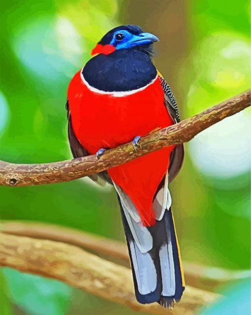 Red Trogon Bird Animal paint by numbers