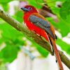 Trogon Bird Animal paint by numbers